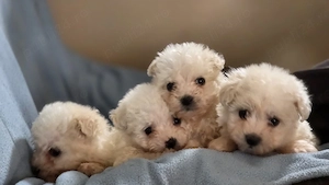 vand catei bichon maltez  - imagine 4