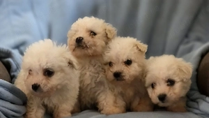 vand catei bichon maltez  - imagine 3