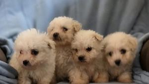 vand catei bichon maltez  - imagine 2