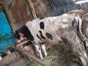 vitel de vanzare