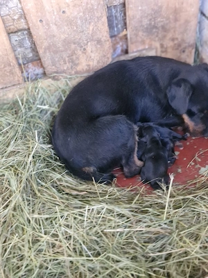 catei jagdterrier 