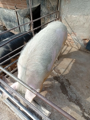 De vanzare porci 
