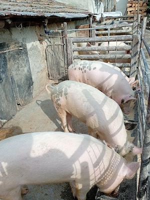De vanzare porci  - imagine 4