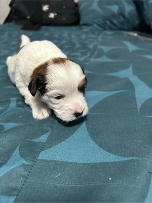 vand catelus bichon maltez 