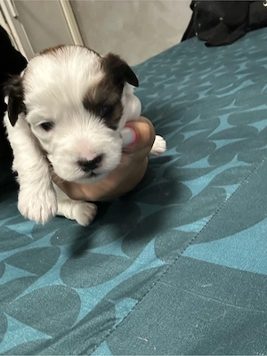vand catelus bichon maltez  - imagine 2