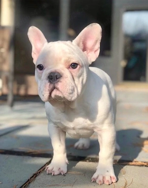Mascul Buldog Francez 2 ani