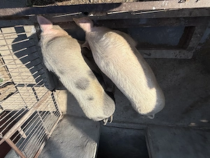 Vand 2 porci,pret 12 lei