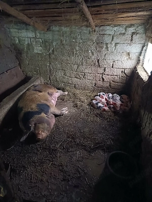 Vand Purcea cu 10 purcei Pietrain 