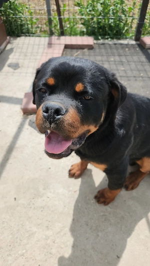 Rottwailer