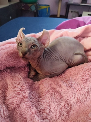 Puiuti adorabili