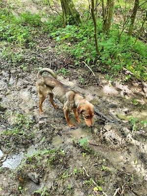 Câine de vânătoare copoi mix laika siberian schimb