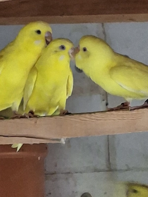 De vânzare peruși tineri  