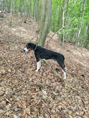 Câine de vanatoare copoi ardelenesc schimb