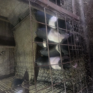 Vand purcei Bazna autentic - imagine 3
