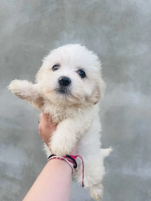 Cățeluși adorabili își caută stăpân iubitor