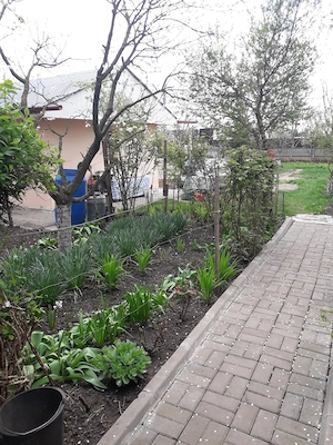 Vând grădină în Tg.Frumos - imagine 10