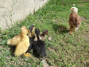 De vanzare boboci de rata romaneasca outoare din oua albe si verzi.