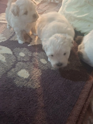 Bichon maltez puiuți 