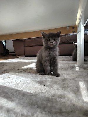 Pisici british shorthair - imagine 5
