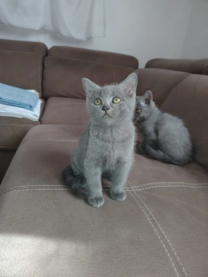 Pisici british shorthair - imagine 7