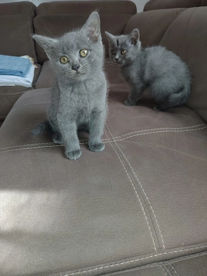 Pisici british shorthair - imagine 3