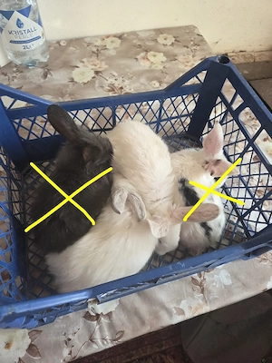 2 iepurași de 2 luni 