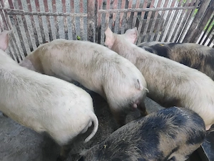 Vand Soldanii Pietrian cu Duroc