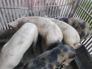Vand Soldanii Pietrian cu Duroc 