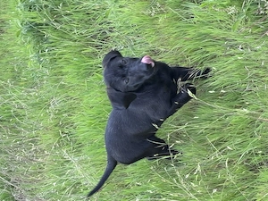 Labrador negru femela 