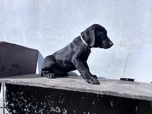 Labrador negru femela  - imagine 2