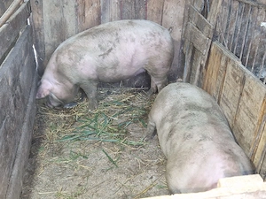 vand 2 porci rasa de calitate de carne 2 mascul de 150 kg - imagine 3