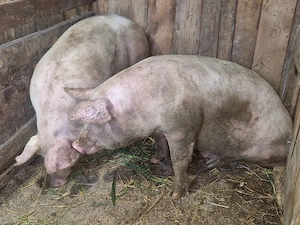 vand 2 porci rasa de calitate de carne 2 mascul de 150 kg