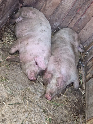 vand 2 porci rasa de calitate de carne 2 mascul de 150 kg - imagine 4