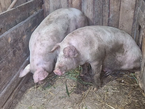 vand 2 porci rasa de calitate de carne 2 mascul de 150 kg - imagine 2