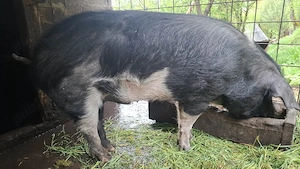 Vand porc de 200 Kg - imagine 2