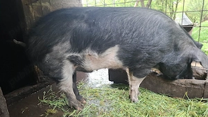 Vand porc de 200 Kg