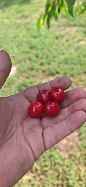 Cireșe Mai Bio 25Ron kg