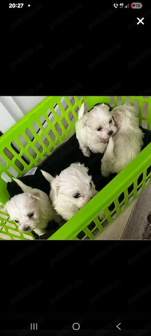 bichon maltez talie mica  2 masculi si 2 femele - imagine 2