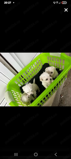bichon maltez talie mica  2 masculi si 2 femele
