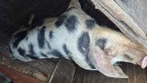 Vand Porc de carne Bio - imagine 2