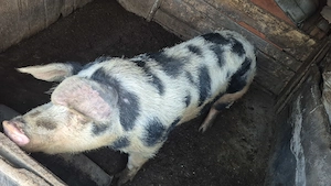 Vand Porc de carne Bio