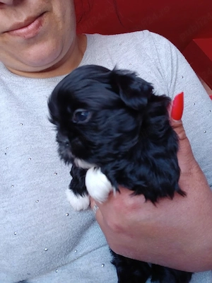 vand shih tzu 7 saptamani - imagine 3