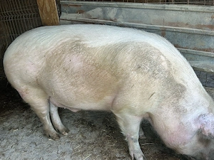 porc de vanzare 