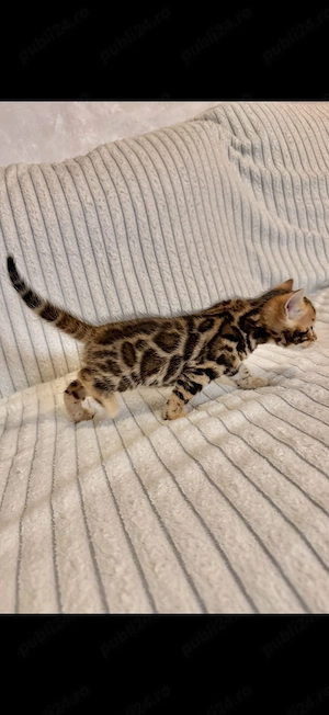 Bengal Cat