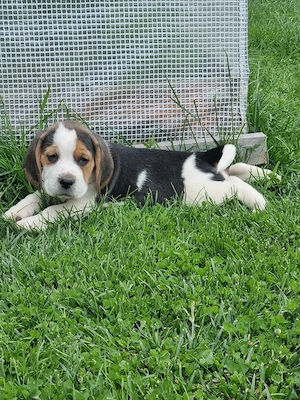 Beagle tricolor 