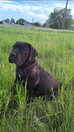 Căței masculi rasa Cane Corso, 2 luni, pedigree, negru tigrat, femela formentino 