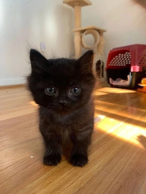 British shorthair black