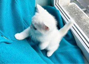 ragdoll jucaus 
