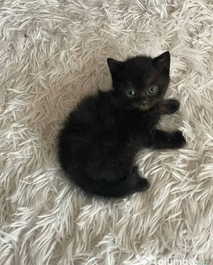 British shorthair black 