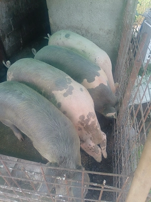 Vând porci pt sacrificat au între 90 și 130kg. - imagine 2